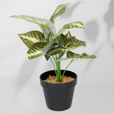 Roślina doniczkowa Maranta 6402 35 cm
