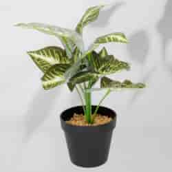 Roślina doniczkowa Maranta 6402 35 cm