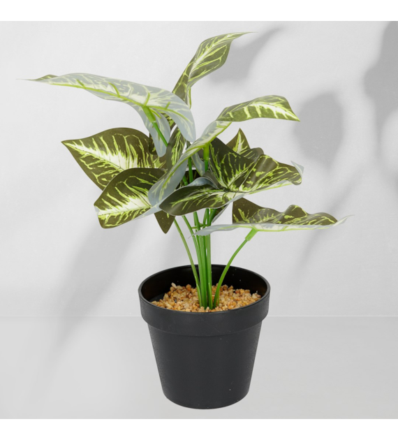 Roślina doniczkowa Maranta 6402 35 cm