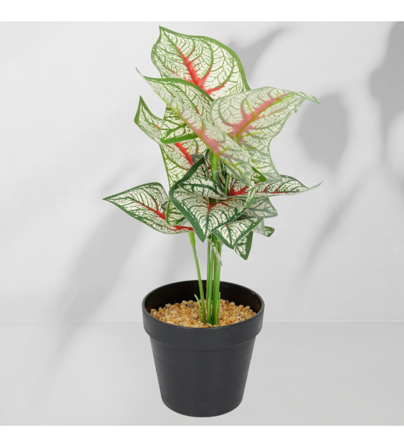 Roślina doniczkowa Kaladium 6403 35 cm