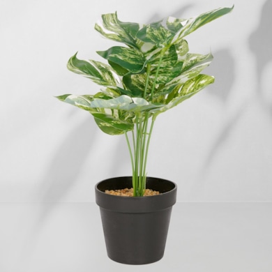 Roślina doniczkowa Monstera ciemna 6406 34 cm