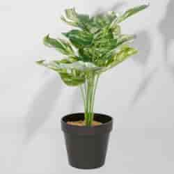 Roślina doniczkowa Monstera ciemna 6406 34 cm