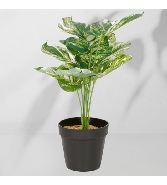 Roślina doniczkowa Monstera ciemna 6406 34 cm