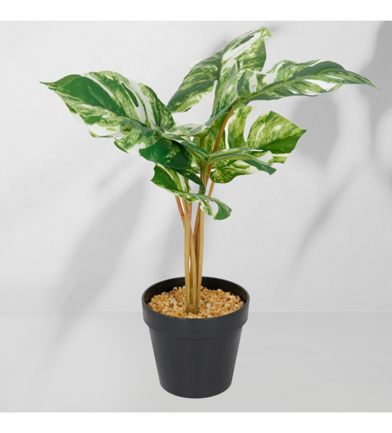 Roślina doniczkowa Monstera jasna 6407 46 cm